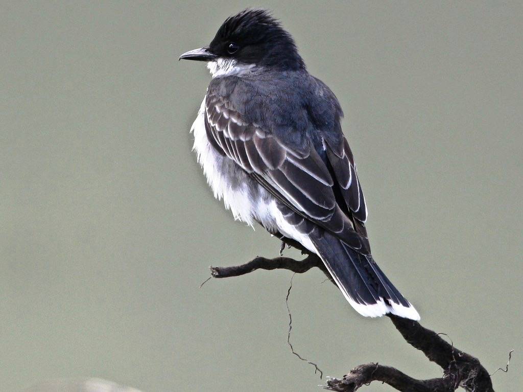 Eastern Kingbird by ru_24_real is licensed under CC BY-NC-ND 2.0